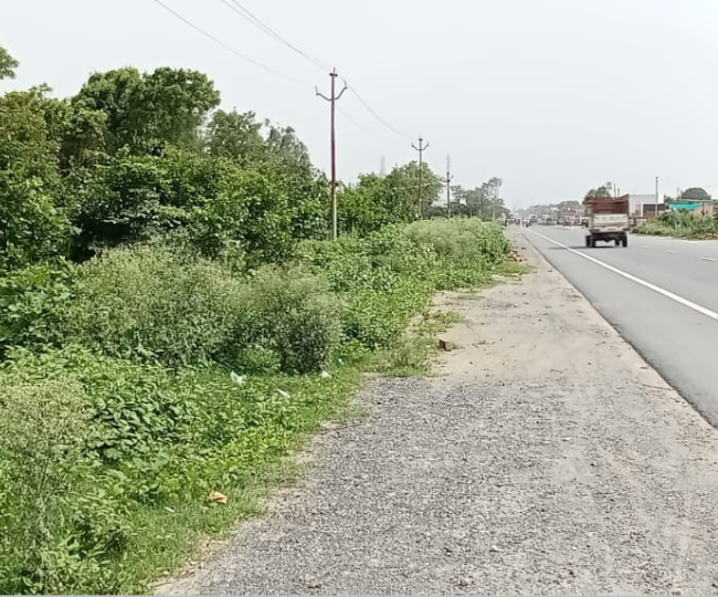 जलालाबाद में कटरा तक फोरलेन निर्माण के बाद पौधारोपण नहीं कराया गया। जागरण